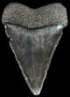 Serrated, Fossil Great White Shark Tooth - Georgia #63974-1